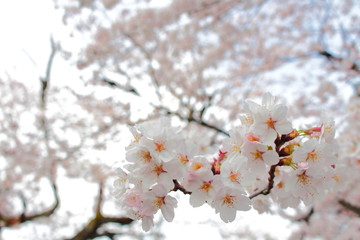 桜 Cherry blossoms