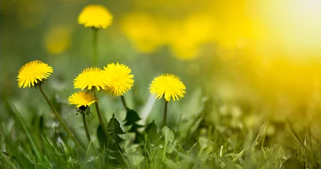 Fotobehang Edible fresh yellow blowball dandelion flowers, spring, summer © Reddogs