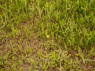 Green's grass
