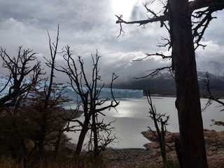 glacier Perito Moreno by the tree