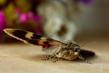 night butterfly with colored orange wings close-up indoor. macro crawling insect on wooden rustic table top view