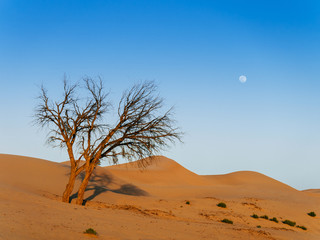Beautiful dead tree in desert with sunset light and clear sky. Dubai - Abu Dhabi