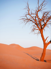 Fototapeta premium Beautiful dead tree in desert with sunset light and clear sky. Dubai - Abu Dhabi