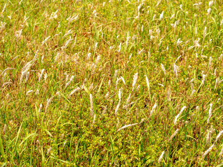 Green landscape nature