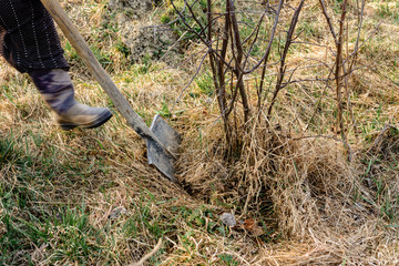 Close-up, gardeners in the spring are trying to remove a dry tree, pulling out its roots with a shovel in a large dry grass with leaves.
