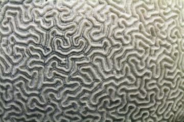 coral fossil texture