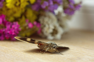 night butterfly with colored orange wings close-up indoor. macro crawling insect on wooden rustic table top view