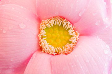 lotus flower