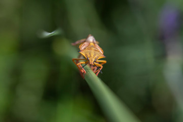dragonfly on a flower
