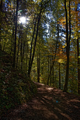 Herbstwald mit Weg und Sonnenstrahlendurch die Blätter