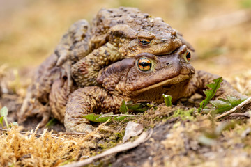 A pair of common toads (Bufo bufo) during the breeding season, in the open air. Macro.