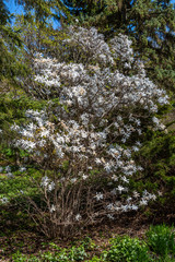 Pretty Magnolia bush