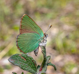 butterfly on leaf