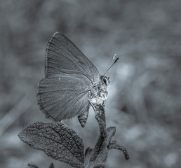 butterfly on leaf