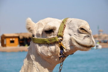 Camel muzzle. Portrait of a white camel close up. Egypt, sunny summer day.