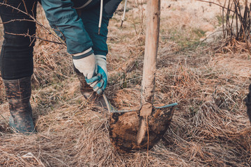 Women dig the stock in the forest to plant it in the home garden.