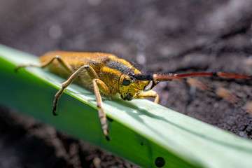 fly on leaf