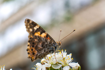 beautiful, colorful butterfly collects pollen from cherry blossoms with its proboscis