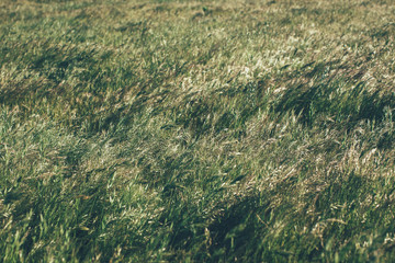 Fototapeta na wymiar Green summer grass meadow in sunlight. Grass texture and background. Nature concept background. Natural and organic backgrounds.