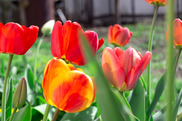 Red tulips growing in the garden. Spring background.