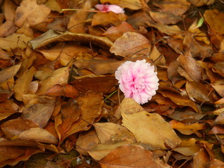 落ち葉の上に落ちる八重桜の花