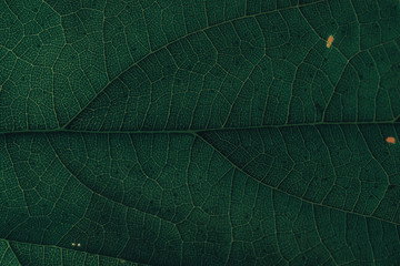 Beautiful green leaf background. Macro view.