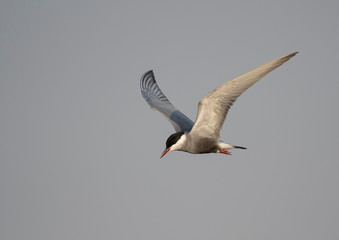Whiskered tern (Chlidonias hybrida)
