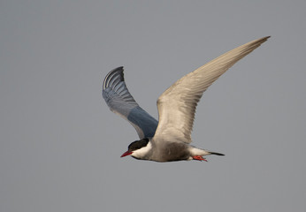 Whiskered tern (Chlidonias hybrida)