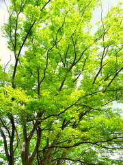 Fototapeta na wymiar 新緑の欅風景