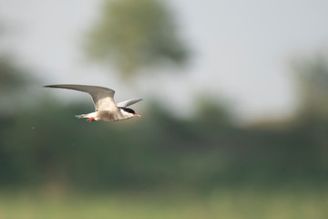 Whiskered tern (Chlidonias hybrida)