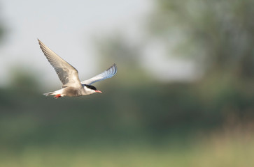 Whiskered tern (Chlidonias hybrida)