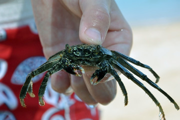 Crab in the hands of a boy.