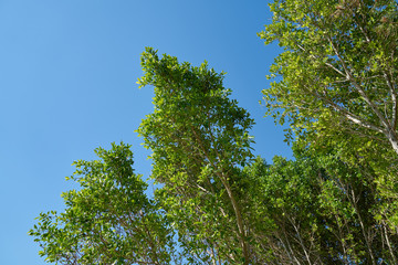 Green leafy trees and sky background