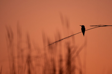 silhouette of bird in sunset