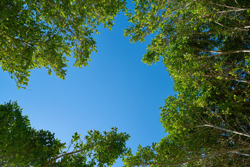 Green leafy trees and sky background