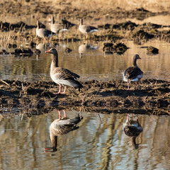 Graugaense (Anser anser), Rieselfeldern, Münster, Münsterland, Nordrhein-Westfalen, Deutschland, Europa