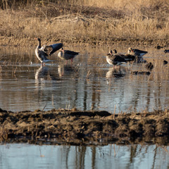 Graugaense (Anser anser), Rieselfeldern, Münster, Münsterland, Nordrhein-Westfalen, Deutschland, Europa
