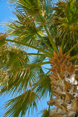 Fototapeta na wymiar Beautiful palm tree on tropical island