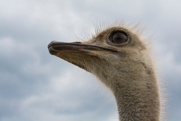 Portrait of ostrich. With copy space for text