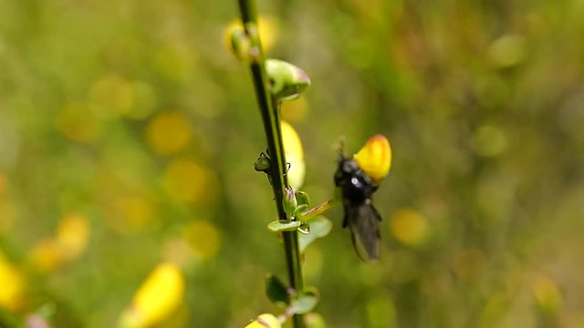 mouche attaqu&eacute;e par une fourmi