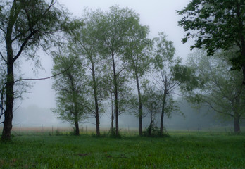 Willow trees in morning fog in the country