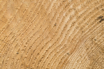  Fir wood natural background 