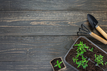 Eco friendly pots with young tomato sprouts on wooden background, garden trowel and rakes