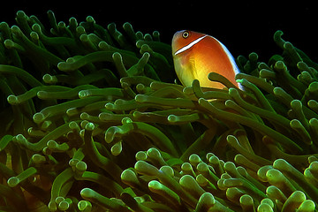 Marine Animal Ocean Fish Marine Photography 