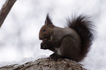 Red Squirrel cracking walnut in wood in hokkaido, Japan　クルミを割るエゾリス　北海道
