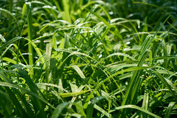 Green grass close up and water drops