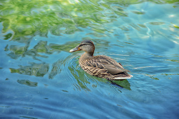 Mallard duck closeup