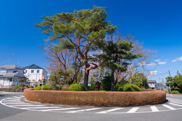 Obraz premium 多摩市 春の桜ケ丘ロータリー（聖蹟桜ヶ丘）