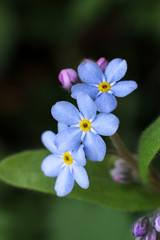 Small blue flowers on green background, Myosotis