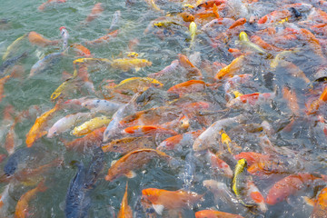 Tilapia and Koi fish/Fancy carp fish swimming waiting for food in the pond.